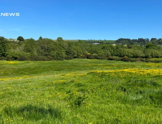 Quinn Property Brings to Auction on 21st July, a Valuable 10 Acre Roadside Holding in Ticknock, Oulart, Gorey, Co. Wexford
