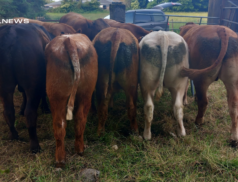 Special Cattle Sale at BALLINASLOE MART next Wednesday, 21st June