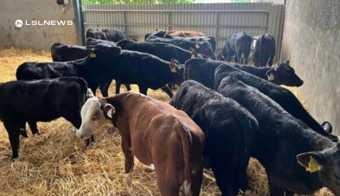Super Batch of Reared Calves Set to Dazzle at Cootehill Mart Sale on Friday, 16th June
