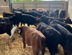 Super Batch of Reared Calves Set to Dazzle at Cootehill Mart Sale on Friday, 16th June