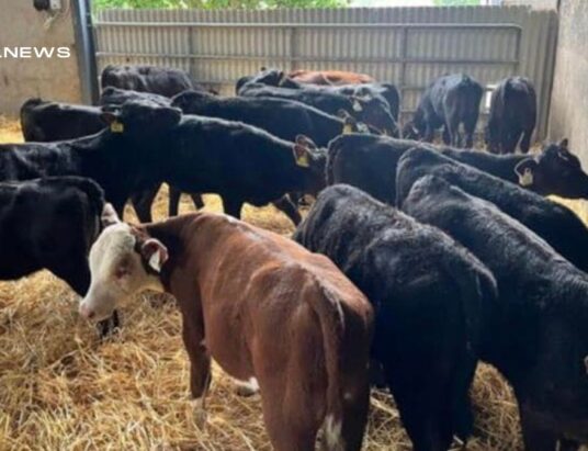 Super Batch of Reared Calves Set to Dazzle at Cootehill Mart Sale on Friday, 16th June