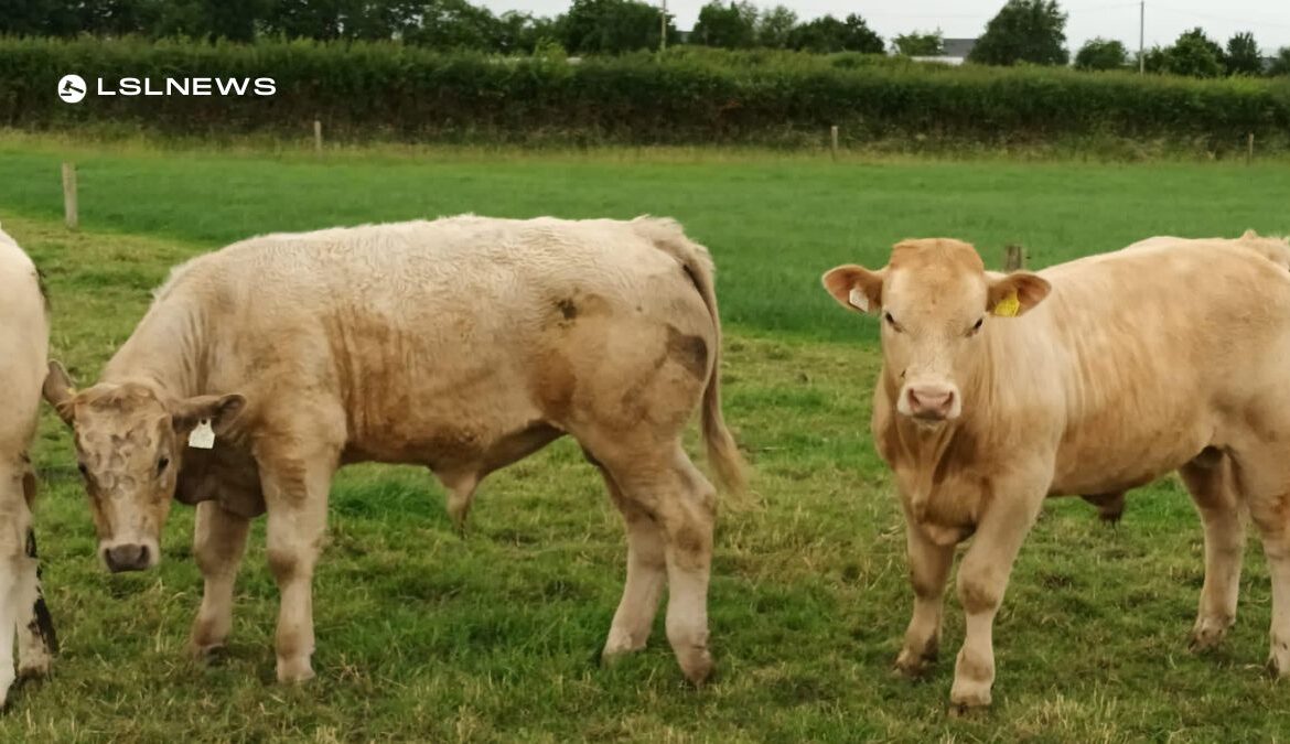 Super Charolais Bulls on Offer at Castleisland Mart Special Weanling Sale Monday 3rd July