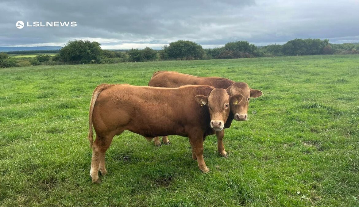 The Castleisland Mart Welcomes 400kg Super Limousine Bulls: Quality Weanlings Desired for Upcoming Sale on Monday, 3rd July