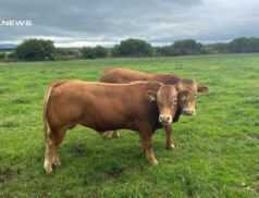 The Castleisland Mart Welcomes 400kg Super Limousine Bulls: Quality Weanlings Desired for Upcoming Sale on Monday, 3rd July
