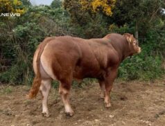 Unmissable Pedigree Limousin Bulls Auction at Omagh Next Monday!