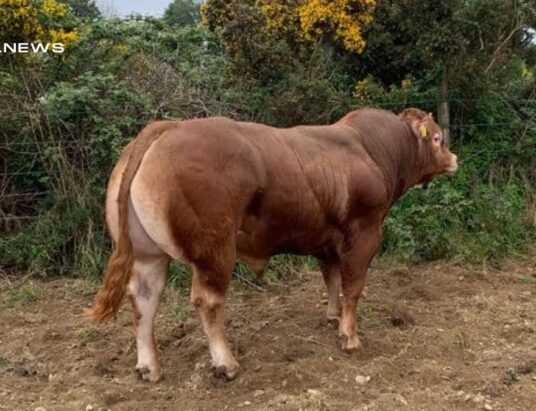 Unmissable Pedigree Limousin Bulls Auction at Omagh Next Monday!