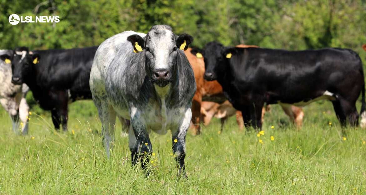 A Landmark Event at Carrigallen Mart: The Bovanto Livestock Sales on 31st July, 2023
