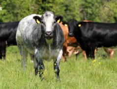 A Landmark Event at Carrigallen Mart: The Bovanto Livestock Sales on 31st July, 2023