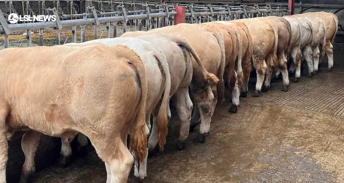 A Standout Showcase: 14 Autumn Weanlings Heading to Kenmare Co-Op Mart next Thursday