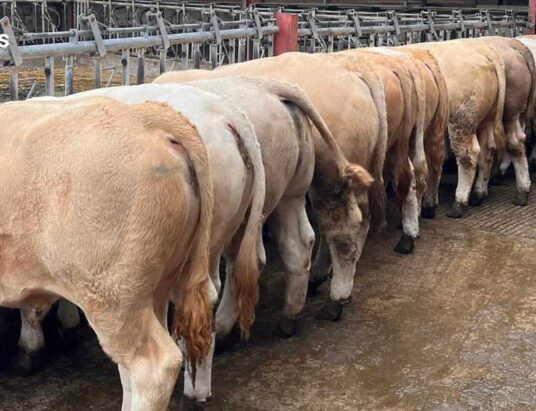 A Standout Showcase: 14 Autumn Weanlings Heading to Kenmare Co-Op Mart next Thursday