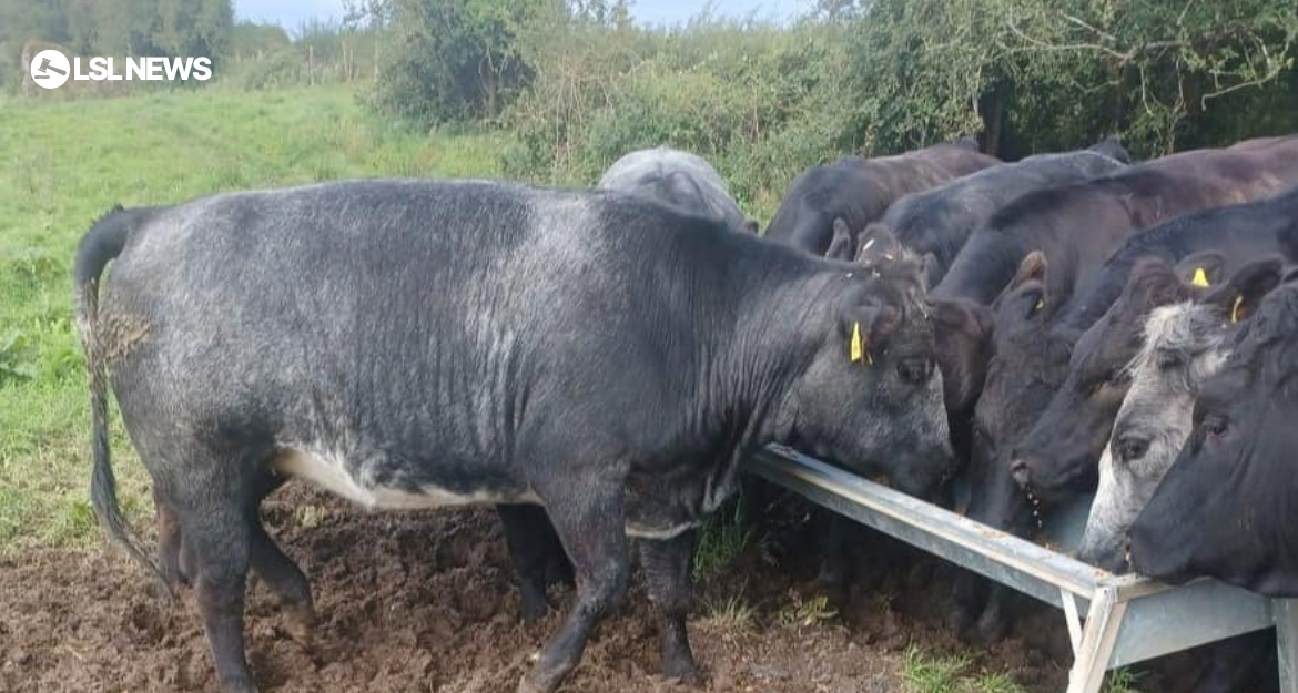 Ballymote Mart Showcases Prime Breeding Heifers in Upcoming Special Sale on Thursday, 3rd August