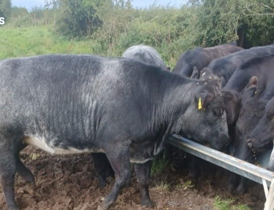Ballymote Mart Showcases Prime Breeding Heifers in Upcoming Special Sale on Thursday, 3rd August