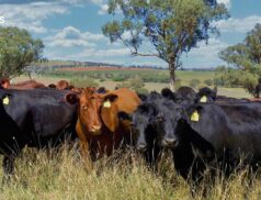 LSL Select Price Report – Cattle Mart 20/07/2023