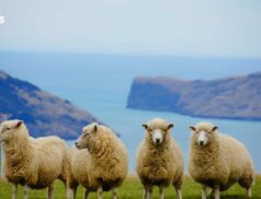 LSL Select Price Report – Sheep Mart 20/07/2023