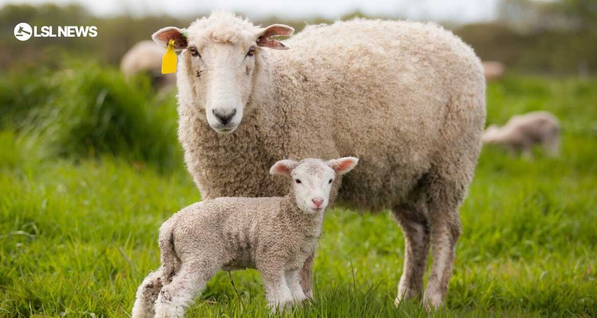 Ennis Mart Unfurls Spectacular Sheep Saga: The Breeding Show and Sale on Saturday, 12th August