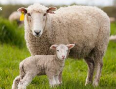 Ennis Mart Unfurls Spectacular Sheep Saga: The Breeding Show and Sale on Saturday, 12th August
