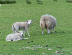 Exciting Kick-off Sale of Fat Lambs, Store Lambs, and Cast Ewes at Plumbridge Livestock Mart next Thursday, 13th July
