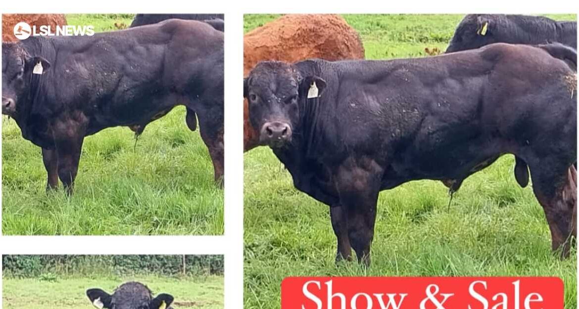 GVM Abbeyfeale Gears Up for Spectacular Weanling Show and Sale on Friday 5th August, Featuring Online Bidding via LSL Auctions