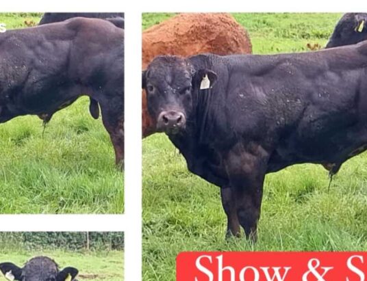 GVM Abbeyfeale Gears Up for Spectacular Weanling Show and Sale on Friday 5th August, Featuring Online Bidding via LSL Auctions