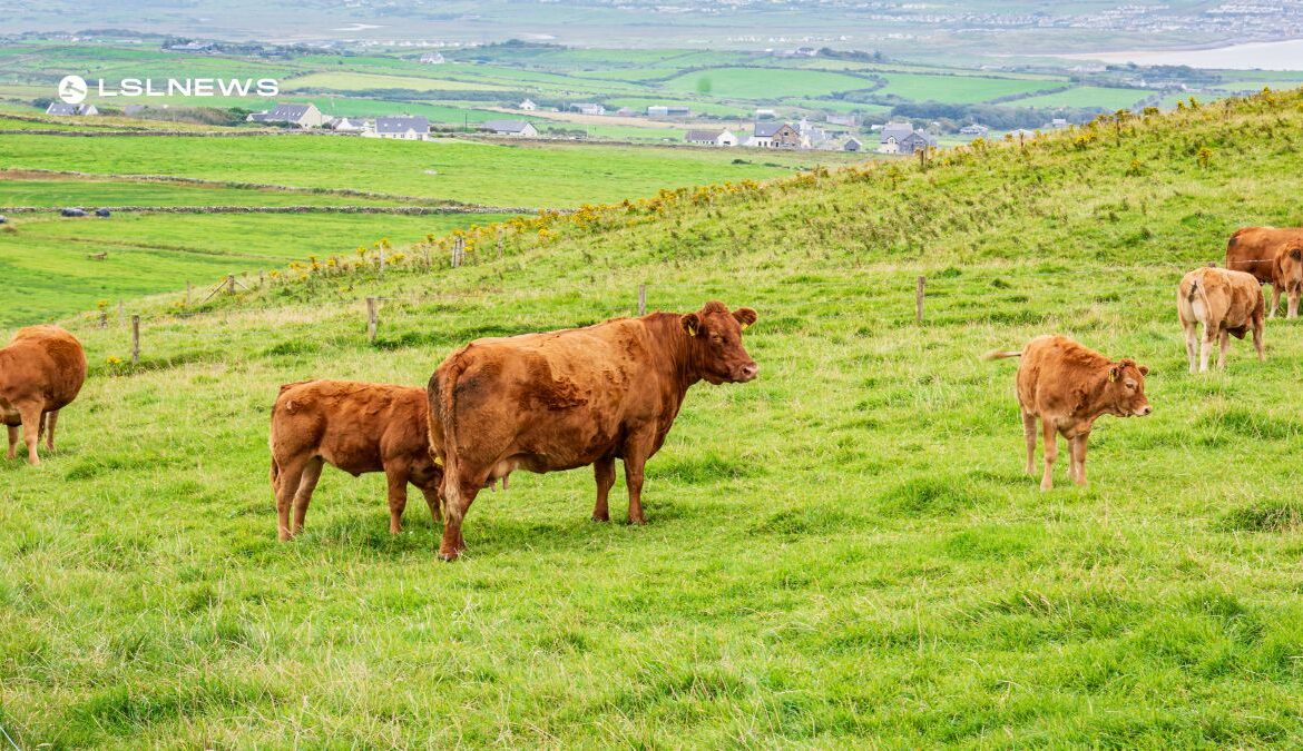 Noteworthy Cow Sale Slated for Saturday, 8th July, at GVM Abbeyfeale