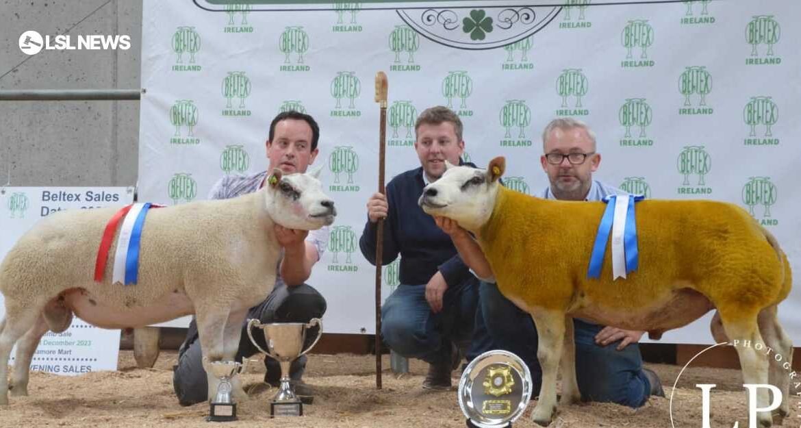Sheephaven Hendrix Fetches Record-Equaling Price at the Elite Sale 2023: LSL Auctions Reports Exceptional Performance at Belgian Beltex Breeders Society's Event