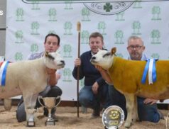 Sheephaven Hendrix Fetches Record-Equaling Price at the Elite Sale 2023: LSL Auctions Reports Exceptional Performance at Belgian Beltex Breeders Society's Event
