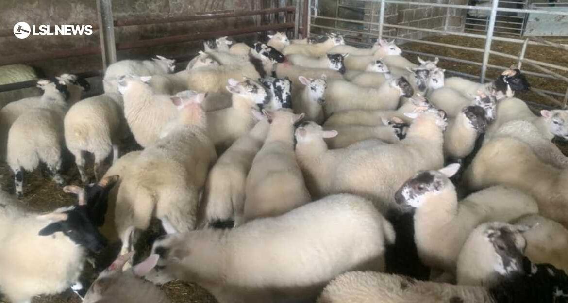 The Big Cooley Sheep Breeders Association Store Lambs Sale: A Sale Not To Be Missed