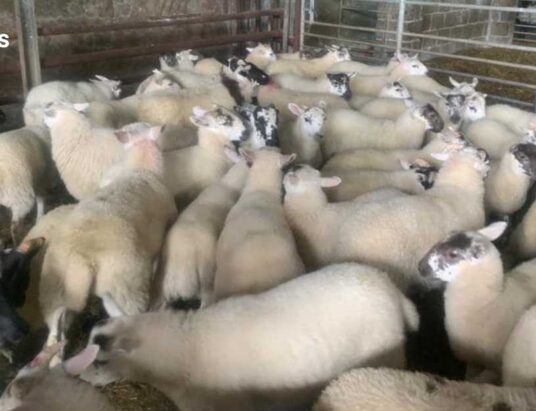 The Big Cooley Sheep Breeders Association Store Lambs Sale: A Sale Not To Be Missed