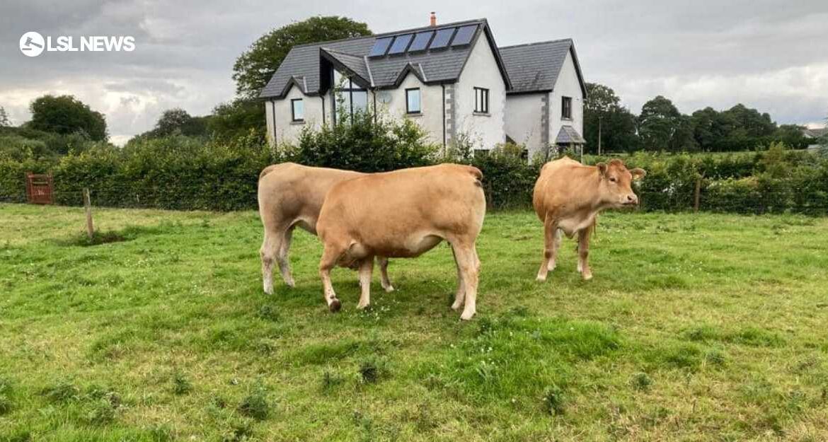 Top-Quality In-Calf Heifers Await Buyers at Tullamore Mart next Monday, 24th July