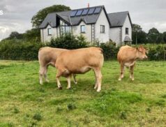 Top-Quality In-Calf Heifers Await Buyers at Tullamore Mart next Monday, 24th July