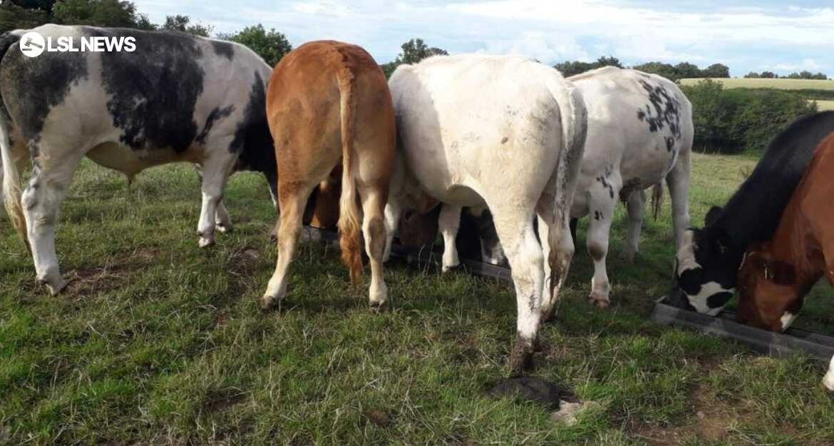 Upcoming Event: Draperstown Mart To Host Heavy Bullocks Auction on 8th July, 2023