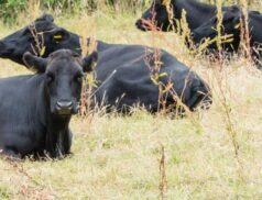 Delvin Livestock Mart: Leading the Charge in Organic Cattle Auctions