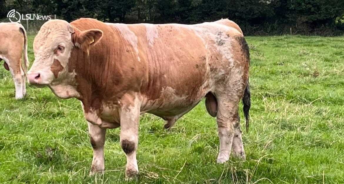 For Sale: Prime Simmental Bulls at Mid Kerry Mart next Saturday, 19th August