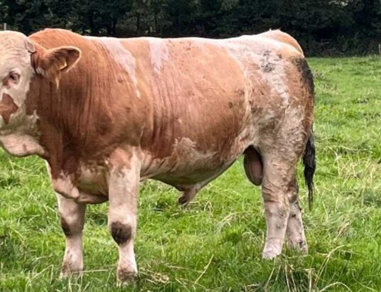 For Sale: Prime Simmental Bulls at Mid Kerry Mart next Saturday, 19th August