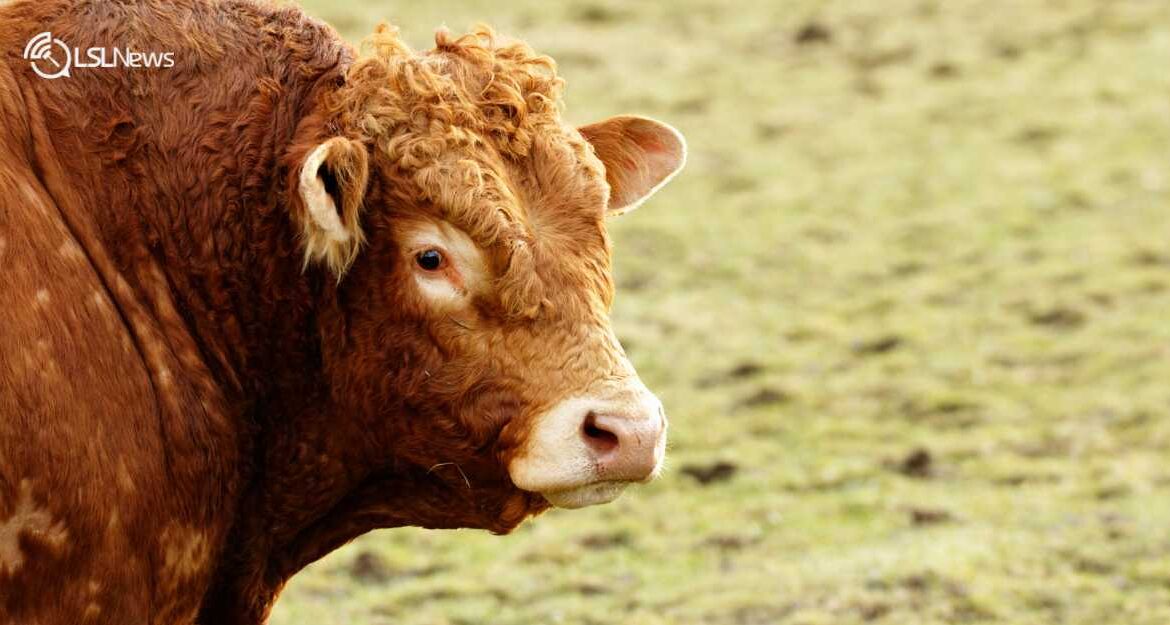 Gortatlea Mart August Show & Sales: A Grand Display of Weanling Bulls and Heifers