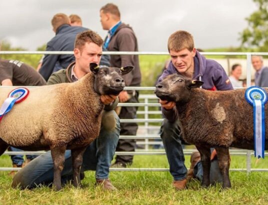 Irish Blue Texel Sheep Society Announces Upcoming Sale at Cootehill Mart