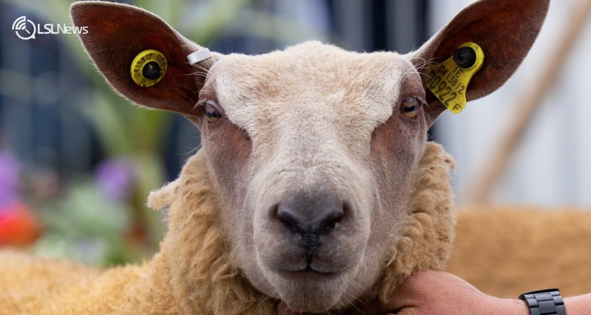 Irish Charollais Sheep Society Show & Sale: A Confluence of Premium Flocks at Cootehill Mart