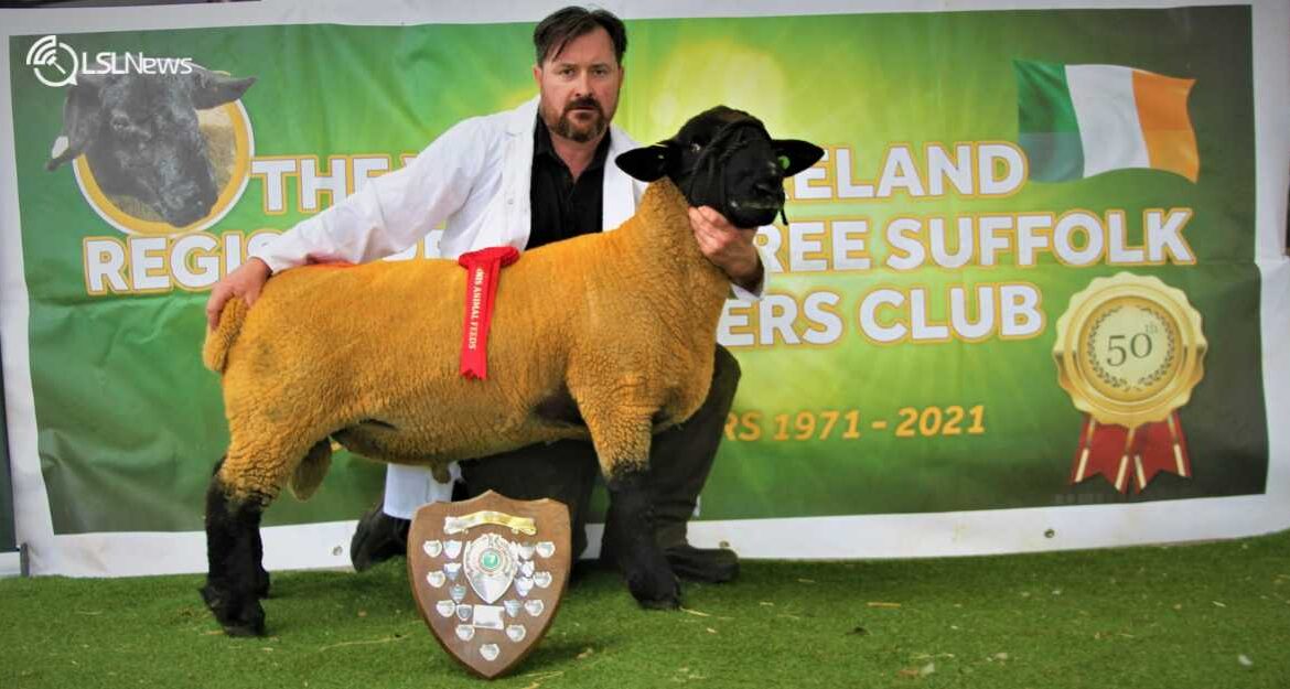 Report from The West of Ireland Suffolks Premier Show & Sale