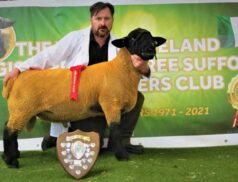 Report from The West of Ireland Suffolks Premier Show & Sale