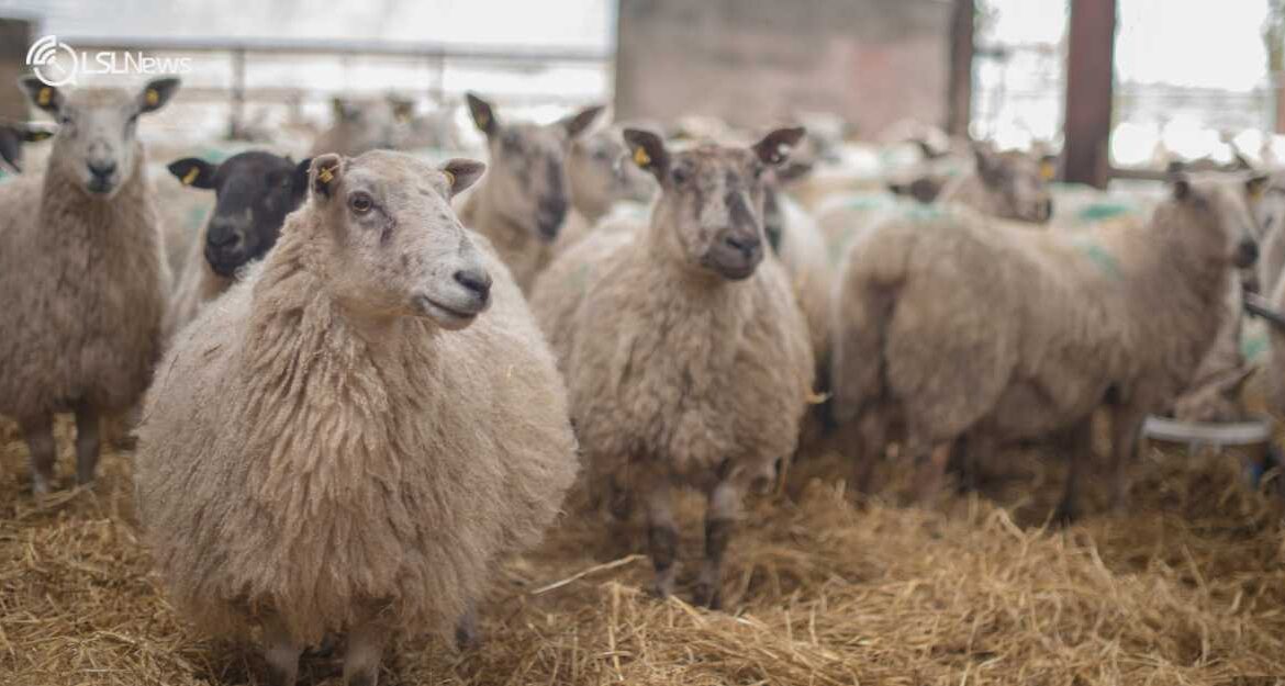 Roscommon Mart to Host Show & Sale of Pedigree Lleyn Sheep on Saturday September 2nd