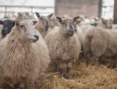 Roscommon Mart to Host Show & Sale of Pedigree Lleyn Sheep on Saturday September 2nd