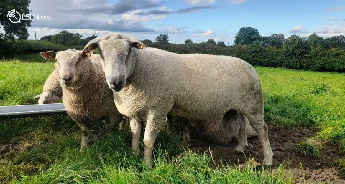Special Breeding Sheep Sale at Cootehill Mart on Thursday, 10th August