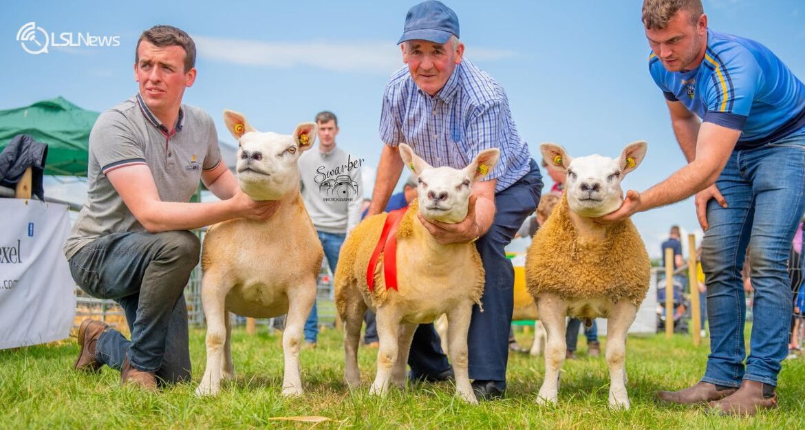 Sales Promotion: The Premier Show & Sale in Roscommon Mart this Friday, 25th August