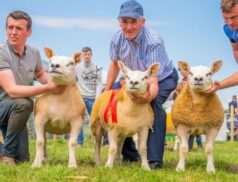 Sales Promotion: The Premier Show & Sale in Roscommon Mart this Friday, 25th August