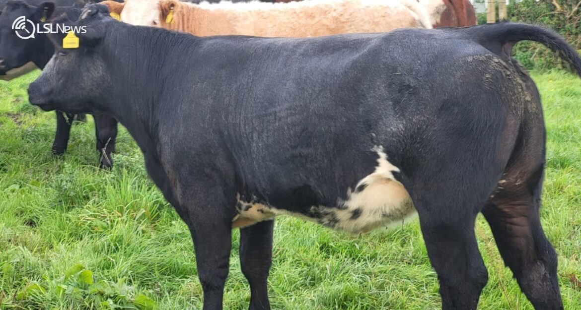 Super Breeding Heifers Take Centre Stage at Ballymote Mart's Special Thursday Sale