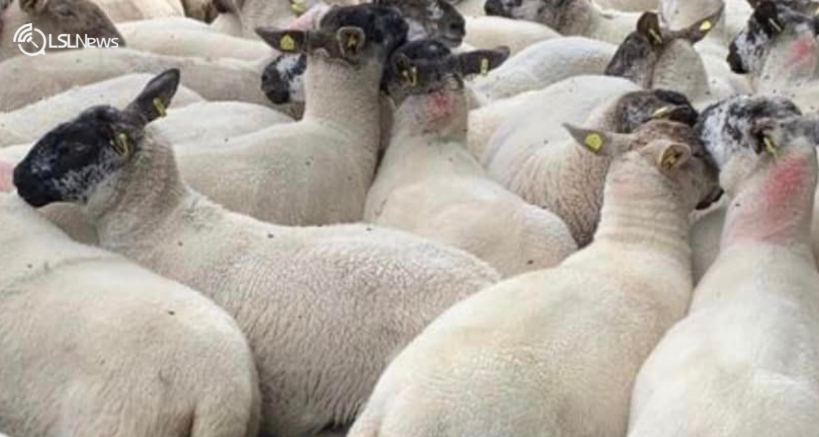 Super Suffolk X Hogget Ewes Take Centre Stage at Carnaross Mart this Friday, 11th August