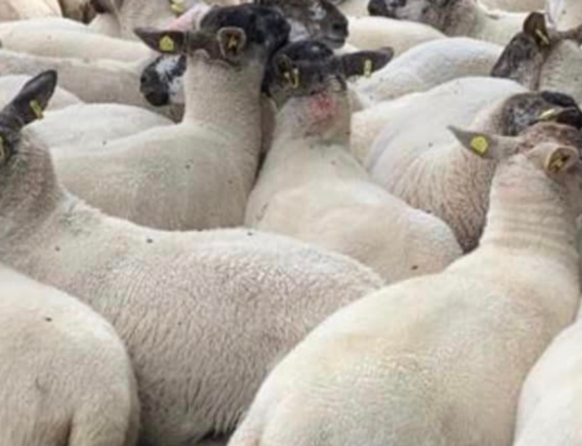 Super Suffolk X Hogget Ewes Take Centre Stage at Carnaross Mart this Friday, 11th August