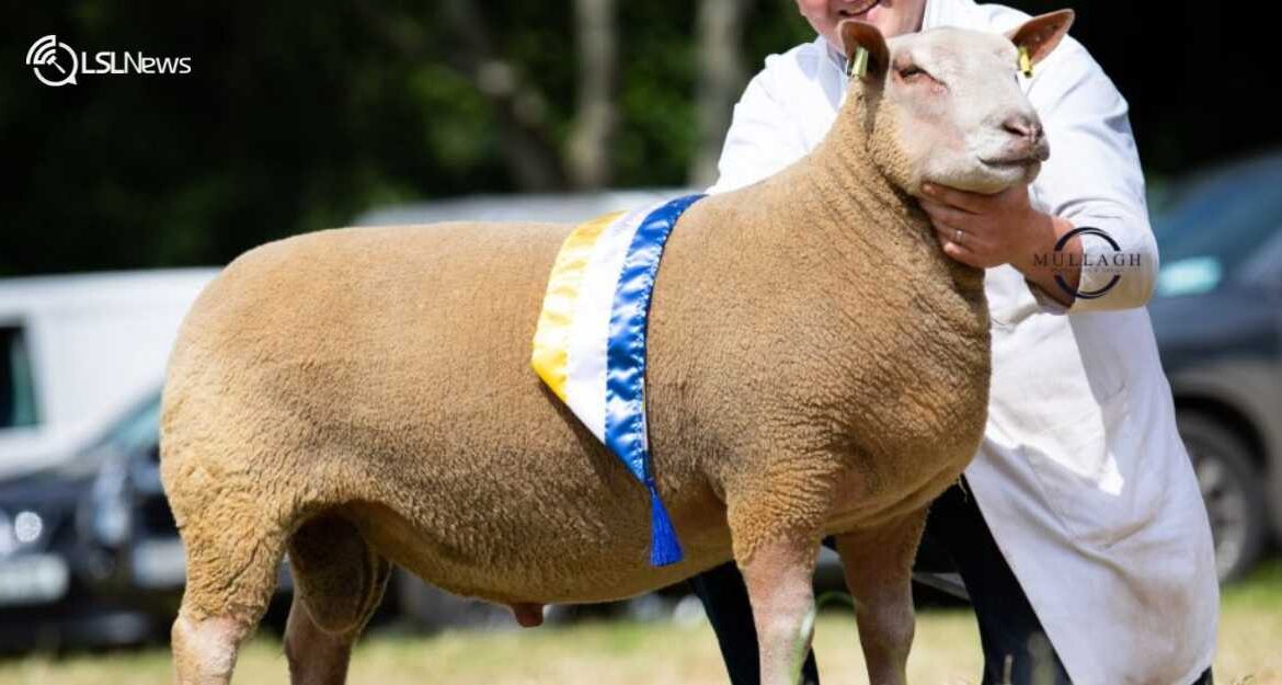 The Grand Irish Charollais Sheep Society Show & Sale: A Day Not to Be Missed