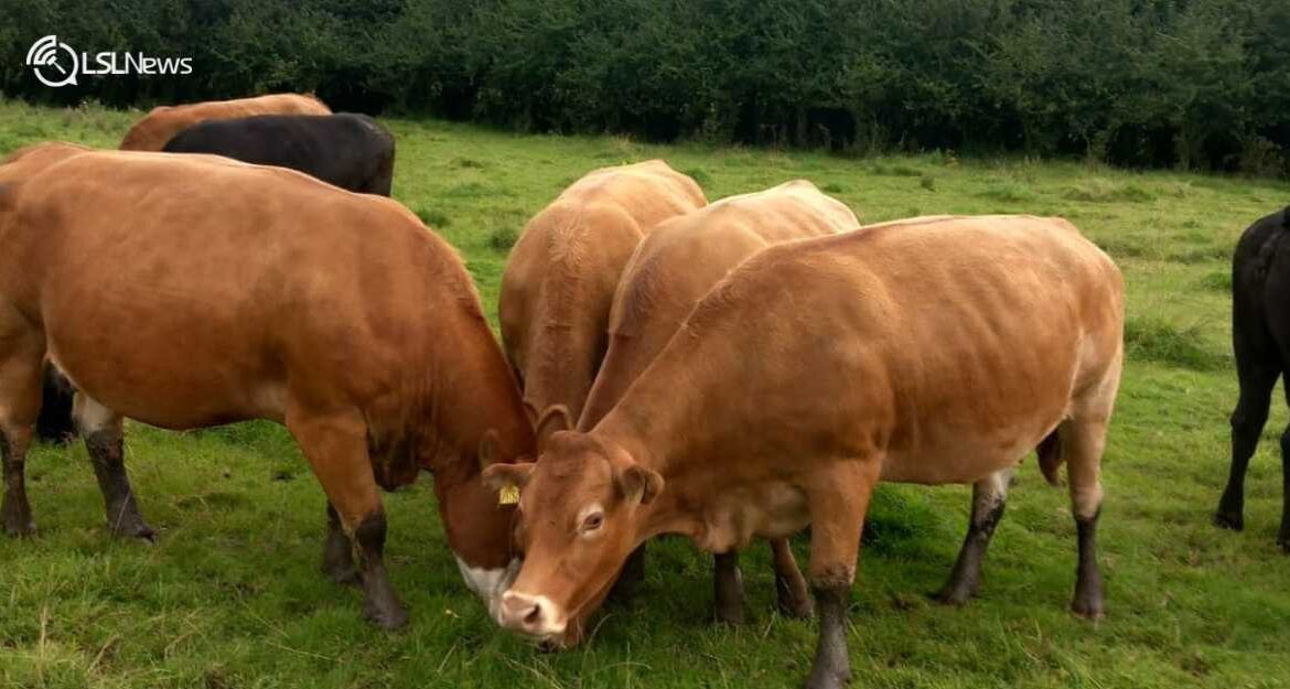 Top-Quality Young Limx Cows Up for Sale at Tullamore Mart