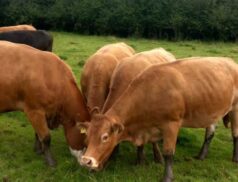 Top-Quality Young Limx Cows Up for Sale at Tullamore Mart